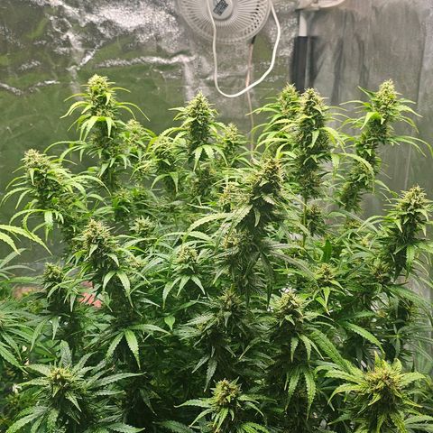 Cream Cookies growlog timeline photo