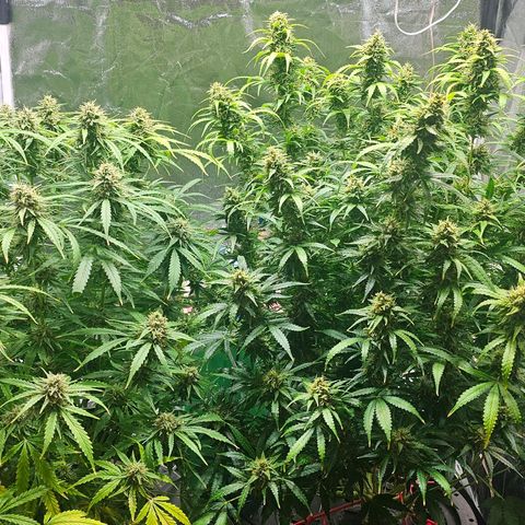 Cream Cookies growlog timeline photo