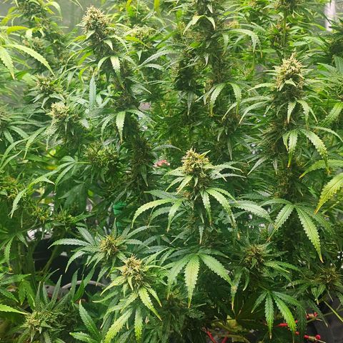 Cream Cookies growlog timeline photo