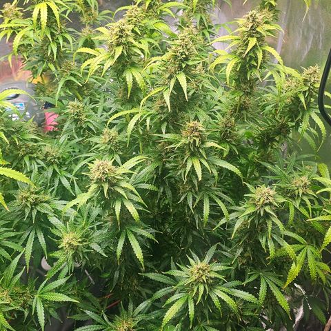 Cream Cookies growlog timeline photo