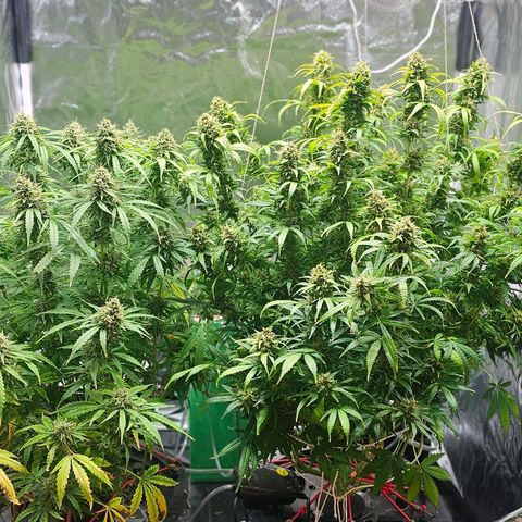 Cream Cookies growlog timeline photo