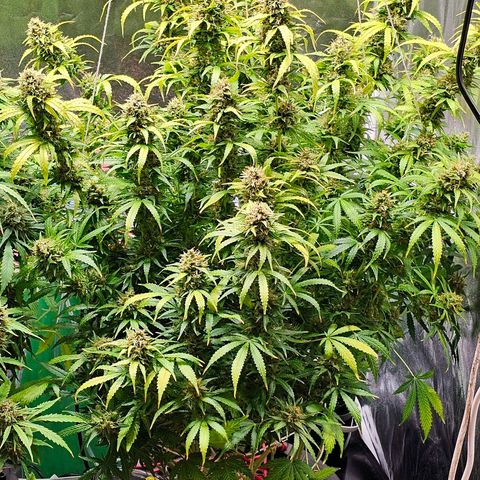 Cream Cookies growlog timeline photo
