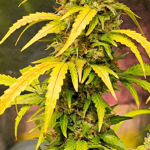 Cream Cookies growlog timeline photo
