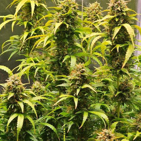 Cream Cookies growlog timeline photo