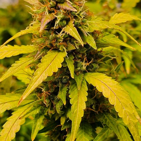 Cream Cookies growlog timeline photo
