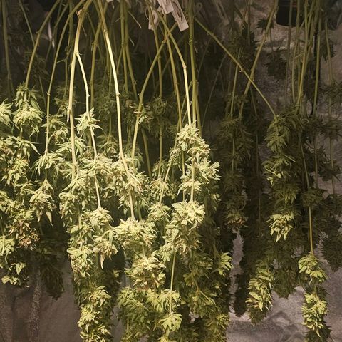 Cream Cookies growlog timeline photo