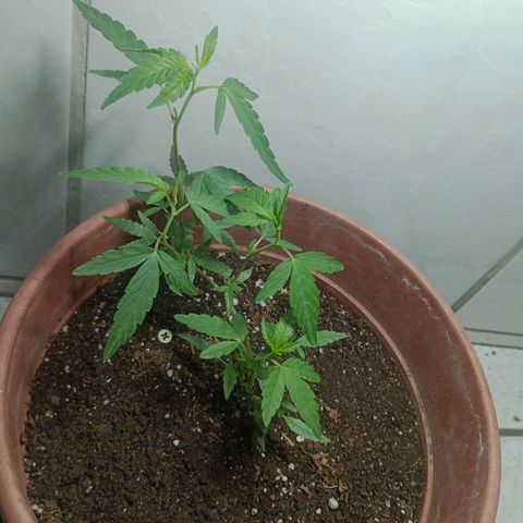 Judite growlog timeline photo