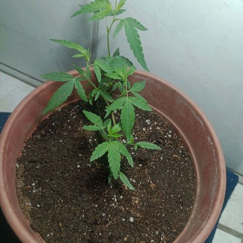 Judite growlog timeline photo