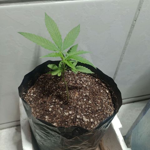 Fênix  growlog timeline photo