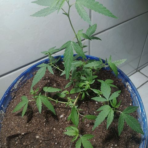 Judite growlog timeline photo