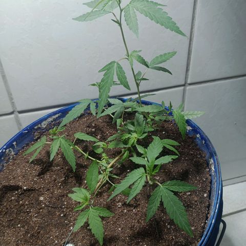 Judite growlog timeline photo