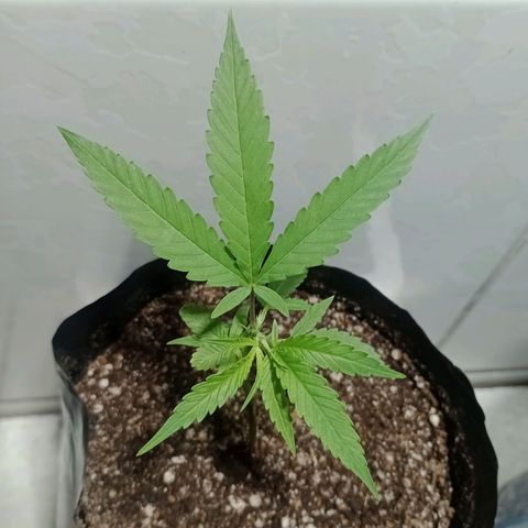 Fênix  growlog timeline photo
