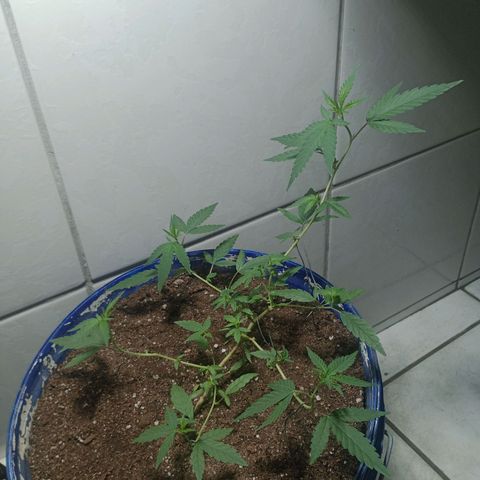 Judite growlog timeline photo