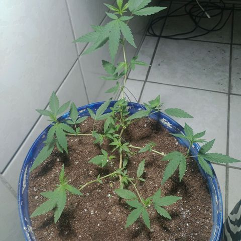 Judite growlog timeline photo