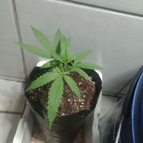 Fênix  growlog timeline photo