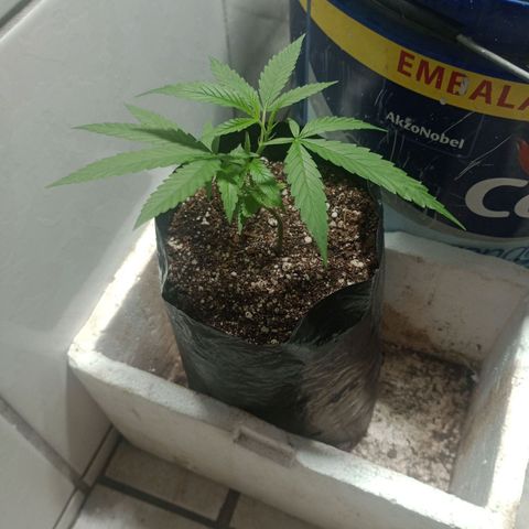 Fênix  growlog timeline photo