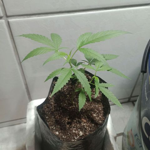 Fênix  growlog timeline photo