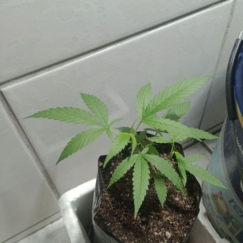 Fênix  growlog timeline photo