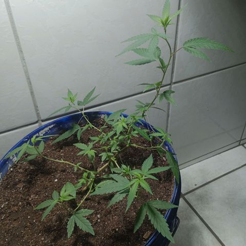 Judite growlog timeline photo