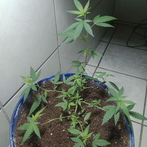 Judite growlog timeline photo