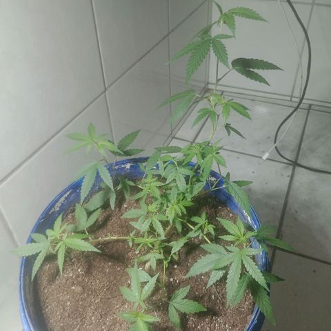 Judite growlog timeline photo