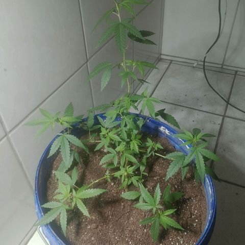 Judite growlog timeline photo