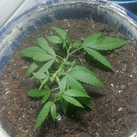 Fênix  growlog timeline photo