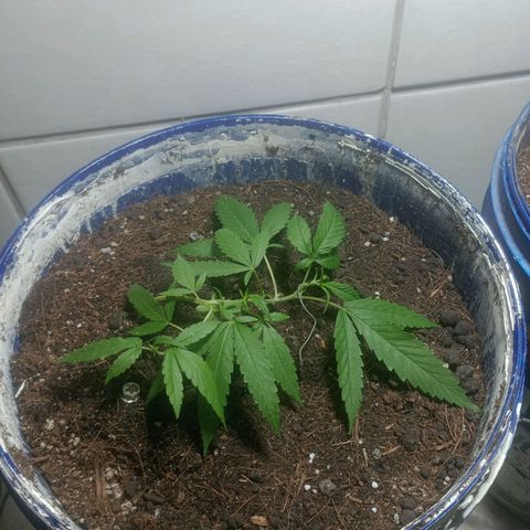 Fênix  growlog timeline photo