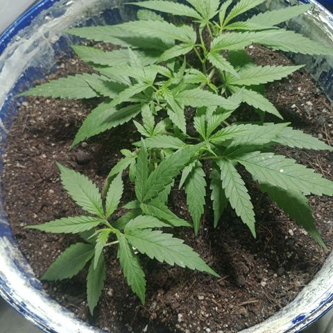 Fênix  growlog timeline photo