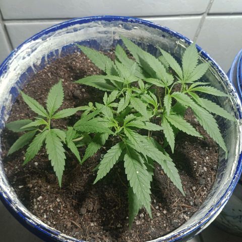Fênix  growlog timeline photo
