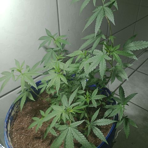 Judite growlog timeline photo