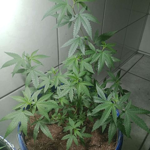 Judite growlog timeline photo