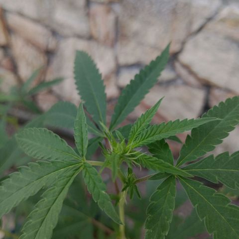 Judite growlog timeline photo