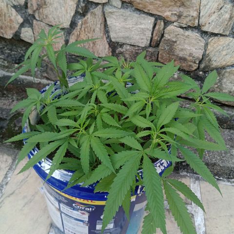 Fênix  growlog timeline photo