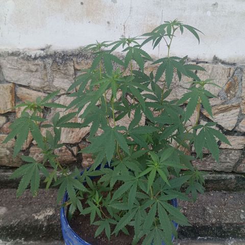 Judite growlog timeline photo