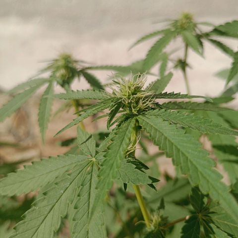 Judite growlog timeline photo