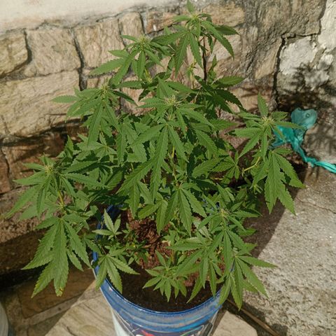 Judite growlog timeline photo