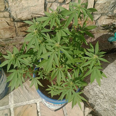 Judite growlog timeline photo