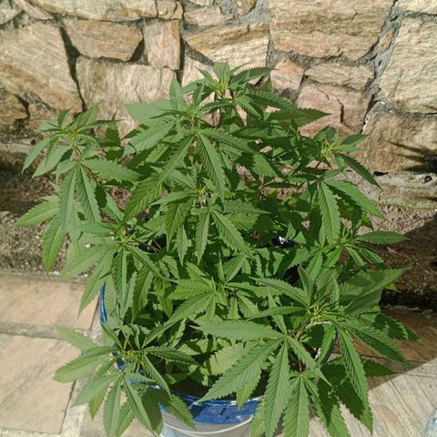 Fênix  growlog timeline photo