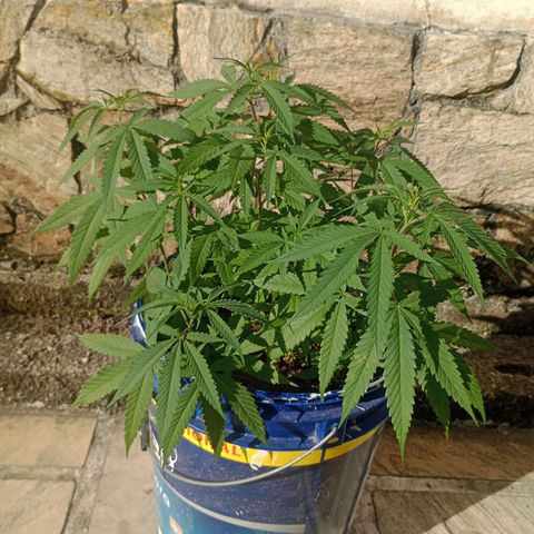 Fênix  growlog timeline photo