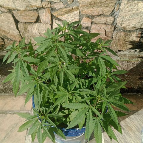 Fênix  growlog timeline photo