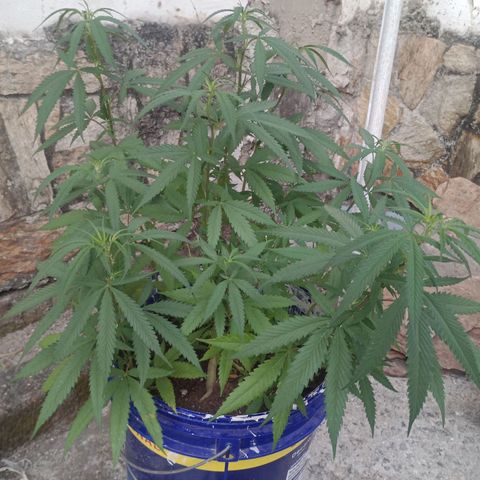 Fênix  growlog timeline photo