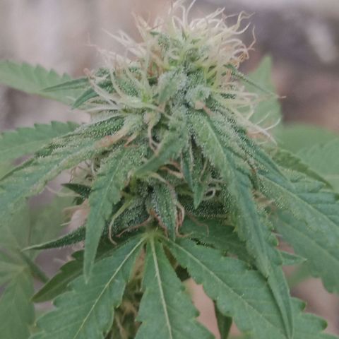 Judite growlog timeline photo