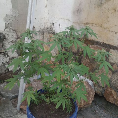 Judite growlog timeline photo