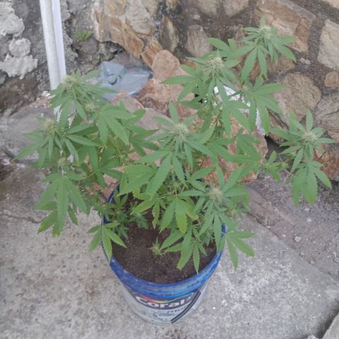 Judite growlog timeline photo