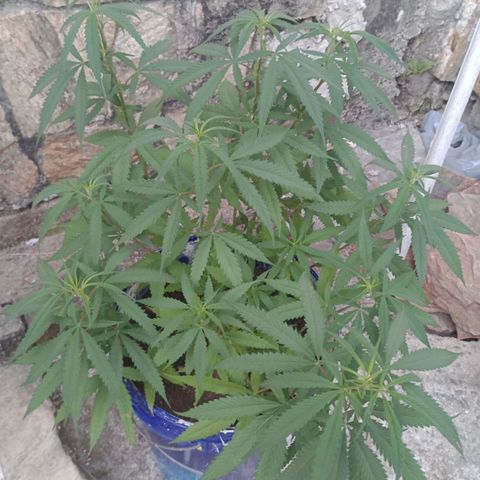 Fênix  growlog timeline photo