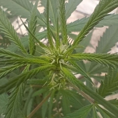 Fênix  growlog timeline photo