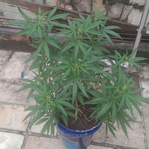 Fênix  growlog timeline photo