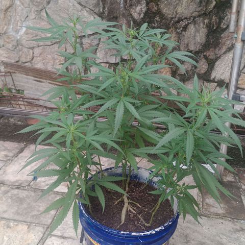 Fênix  growlog timeline photo