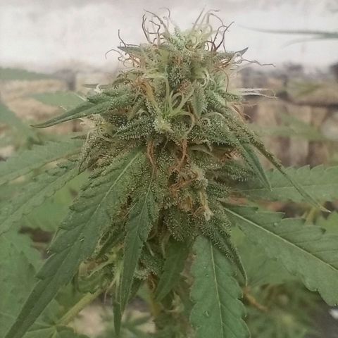 Judite growlog timeline photo